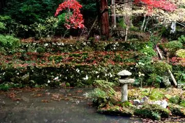 <p>The surface of the pond was partly covered with fallen maple leaves</p>