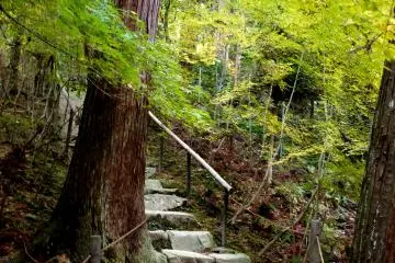 <p>Steps leading up the slope</p>