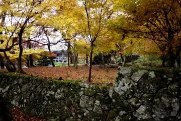 There are yellow maple trees too