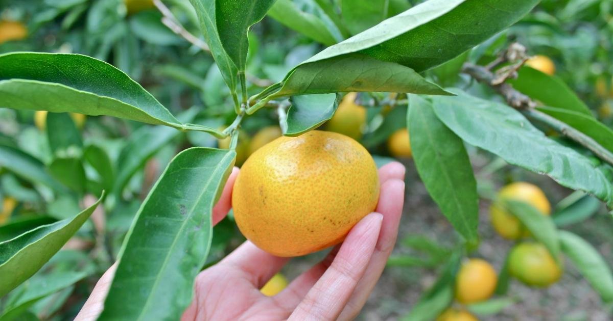 Mikan Picking at Tsukuihama Farm - Yokosuka, Kanagawa - Japan Travel