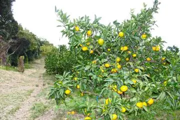 <p>Heading uphill....thousands of mikans to choose from!</p>
