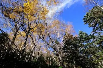 <p>On the way to 'Sanbon-daki (Three Waterfalls)', you'll see white birch trees in silvery hue under the blue sky</p>