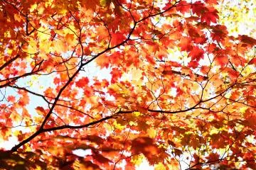 <p>Maple leaves shining like jewels...their translucent radiance looks like a piece of a drawing</p>