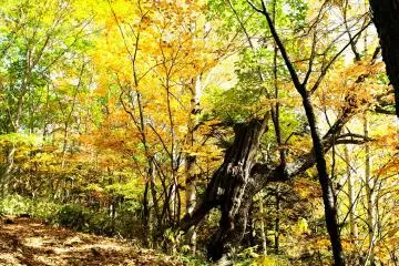 <p>Take a walk through this forest of yellow trees to reach 'Zengoro-no Taki Waterfall', one of the three main waterfalls of Mount Norikura</p>