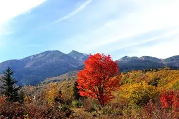 <p>Although the lower bush is a bit annoying, I couldn't go home without taking photos of this big red maple tree with the&nbsp;Norikura mountains in the background</p>