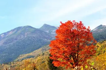 <p>The final farewell to the big maple tree before going home; the weather was deteriorating and the mountains were starting to look a bit hazy</p>