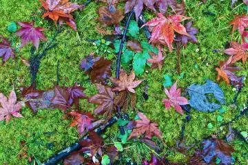 The simple beauty of nature.