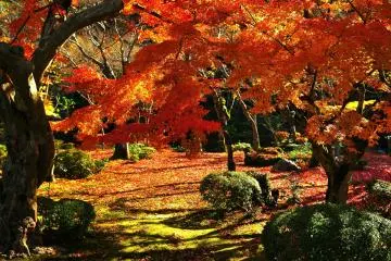 The Garden of Ju-gyu (Ten Oxen) is a strolling garden centered around a pond