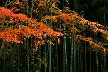 Okyo's Bamboo Grove borrows&nbsp;scenery from the Garden of Ten Oxen).&nbsp; It was designed by Maruyama Okyo. The sunshine filtering through the bamboo grove is soft and beautiful