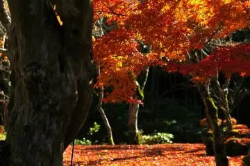 Fallen leaves on the moss-covered garden...the climax of autumn leaves season!