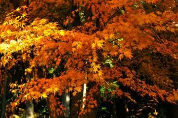 At the top of the hill is Toshogu Shrine which enshrines the founder of this temple, Tokugawa Ieyasu