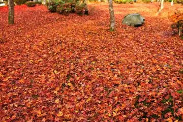 Luscious carpet of fallen leaves