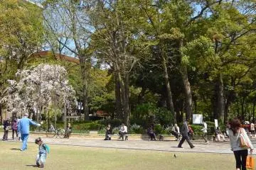 The park during cherry blossom season.