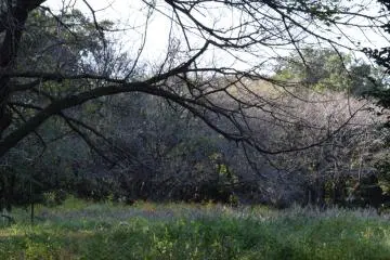 <p>A tangle of branches over a field of lavender</p>