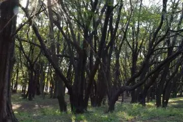 <p>The afternoon sun peeking from behind the trees</p>