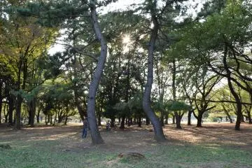 <p>Two thin gnarly trees framing the afternoon sun</p>
