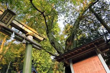 Gallery image