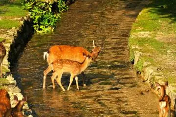 <p>Here, you bump into deer wherever you go as you do at Nara Park: These deer were donated by Nara Park to Miyajima</p>