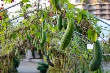 <p>Luffa Eegyptiaca หรือ แตงอียิปต์ และเป็นที่รู้จักกันดีในฐานะ "ใยบวบ"สำหรับใช้ขัดผิวในขณะอาบน้ำ</p>