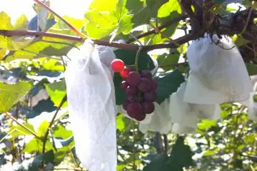 <p>Des raisins &agrave; Ohasama</p>