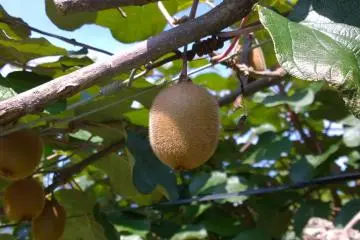 <p>Des kiwis, tr&egrave;s bons mais incomparables par rapport aux kiwis sauvages</p>