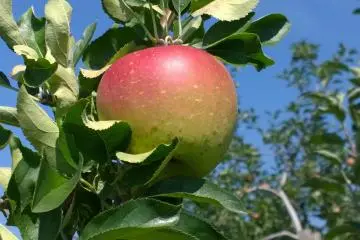 <p>Pomme pr&ecirc;te &agrave; &ecirc;tre cueillie</p>