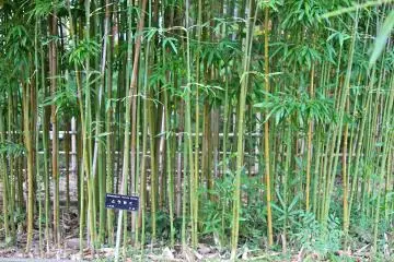 <p>Bamboo garden</p>