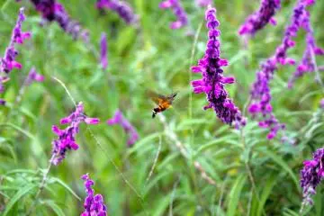 <p>Salvia Leucantha&nbsp;is a herbaceous perennial that is native to subtropical and tropical conifer forests in central and eastern Mexico</p>