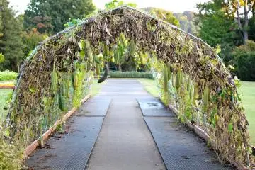 <p>Trellis of&nbsp;Luffa&nbsp;Aegyptiaca, also known as&nbsp;Egyptian Cucumber</p>