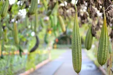 <p>The&nbsp;fully ripened fruit of Luffa Aegyptiaca&nbsp;is strongly fibrous &amp; inedible, therefore used to make scrubbing bath sponges called "loofa"</p>