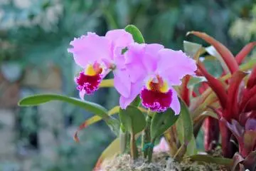 <p>The Orchid Room displays tropical orchids, such as Cattleya and Phalaenopsis orchid</p>