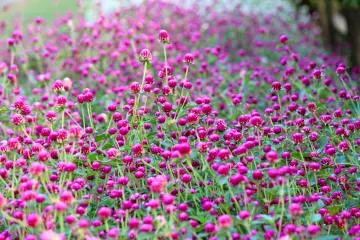 <p>Each bloom is so tiny, but thousands of them put together make such a vibrant statement</p>