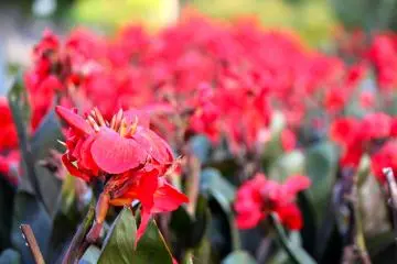 <p>Vibrant red tea tree plants</p>