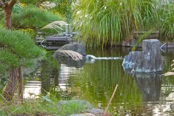 <p>Beautiful Japanese pond</p>