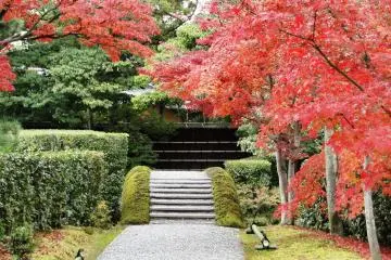 A mossy bridge is framed by crimson maples