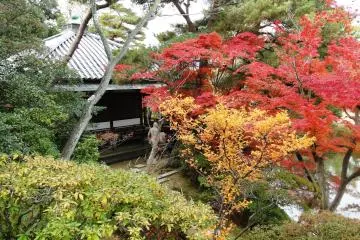 The leaves are at their peak here around late November