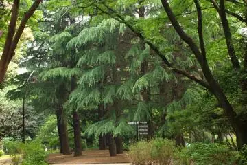 Tranquil lanes