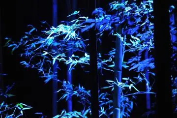 <p>When seen in blue, the bamboo looks quite different</p>