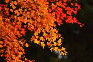 <p>Autumn foliage - the glory of the short autumn in the mountains</p>