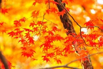 A lamp shade made of autumn leaves