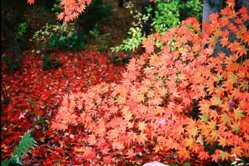 Fallen maple leaves glossy with dew