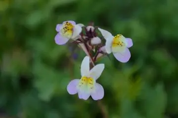 Light purple flowers dancing in the spring breeze