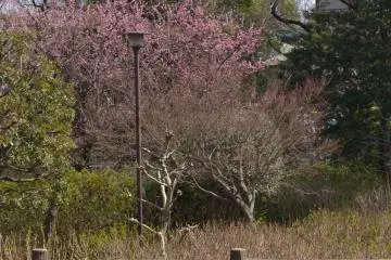 A park bench in the midst of sakura trees