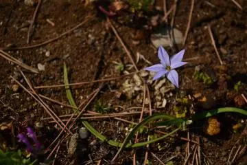 A lone star flower on a bed of earth, leaves, and twigs