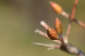 Tiny brown buds growing along a path of twigs