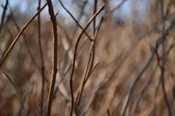 A tangle of brittle twigs