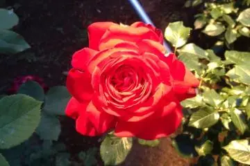 Kibo-希望- (Hope): 1986: Japan: HT