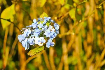 <p>I was surprised to see this hydrangea in bloom in the month of October!</p>