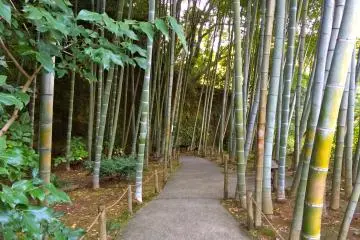 <p>You can find the bamboo garden as you make your way to the exit</p>
