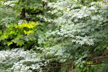 <p>A few more weeks and these maple leaves will start to turn beautiful colors</p>